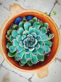High angle view of cactus