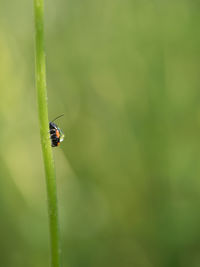 Close-up of insect on plant