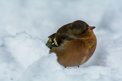 Close-up of bird on snow