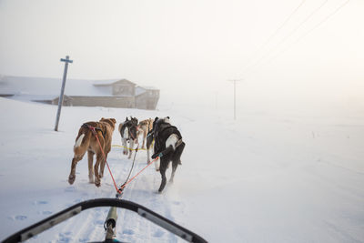 Sled dogs walking on snow against sky during sunset