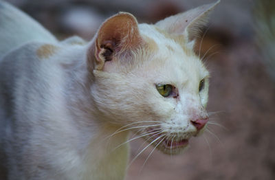 Close-up of a cat looking away