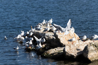 Seagulls flying over sea