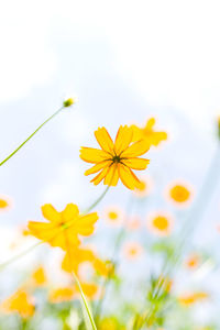 Close-up of yellow flowering plant