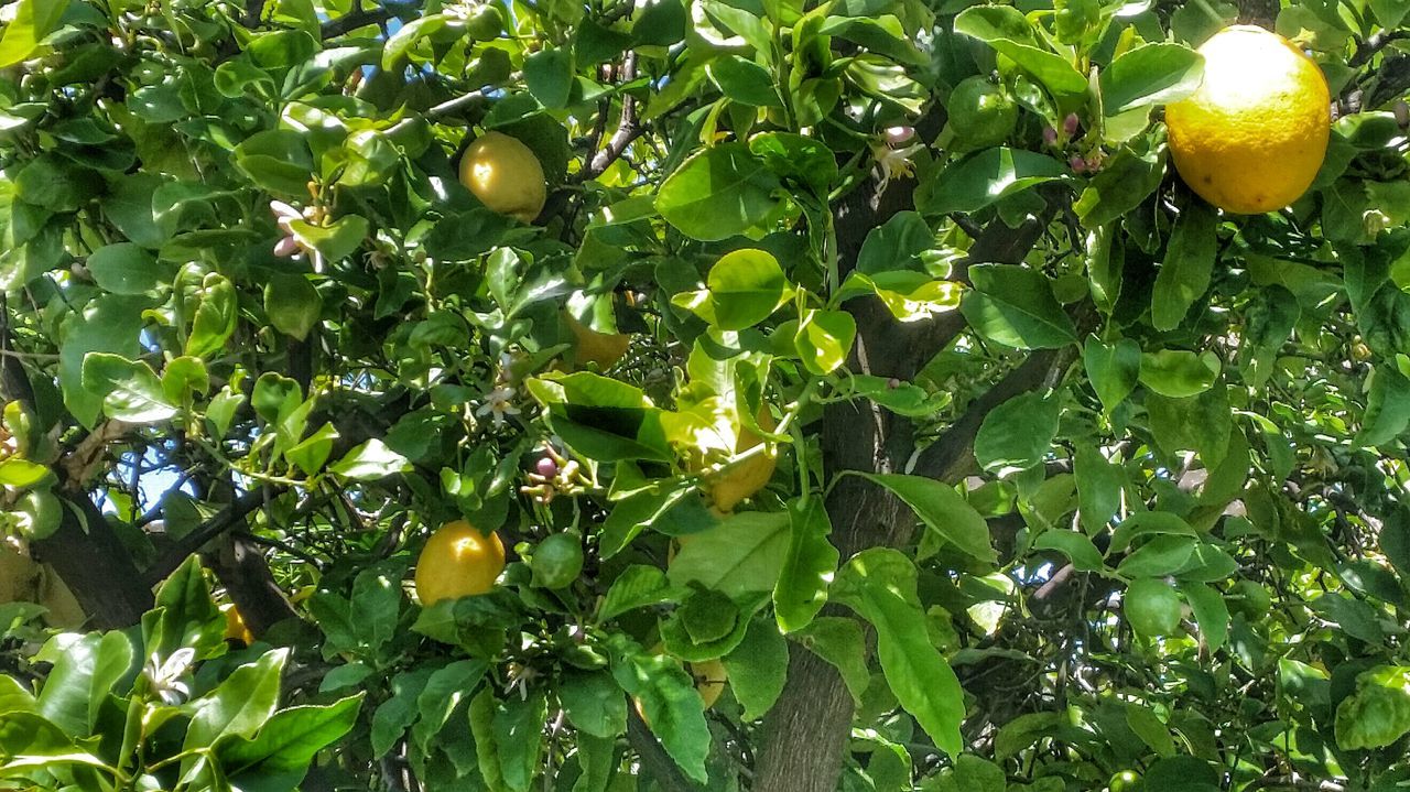 fruit, food and drink, growth, tree, food, green color, branch, leaf, nature, freshness, healthy eating, close-up, sunlight, low angle view, beauty in nature, outdoors, day, growing, hanging, full frame