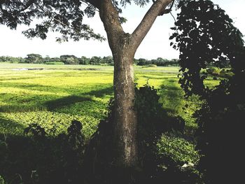 Trees on grassy field