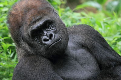 Close-up of gorilla