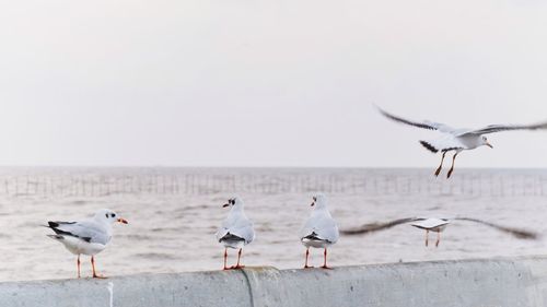 Seagulls perched on the sea shore against clear sky