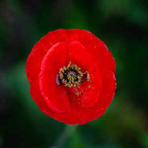 Close-up of red flower