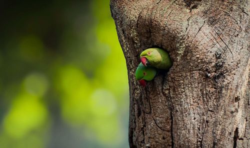 Close-up of parrot perching on tree trunk