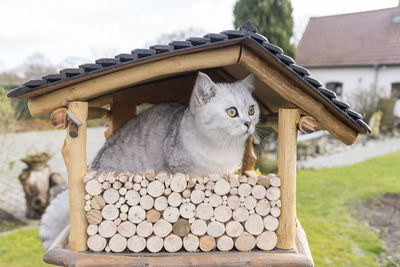 The cat is sitting in the birdhouse,the kitten watches,waits and hunts for birds