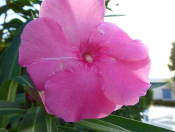 Close-up of pink hibiscus blooming outdoors