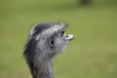 Close-up of a ostrich looking away