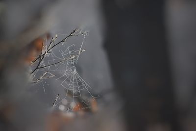 Close-up of spider web