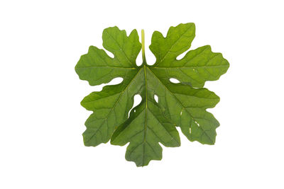 Close-up of green leaves on white background