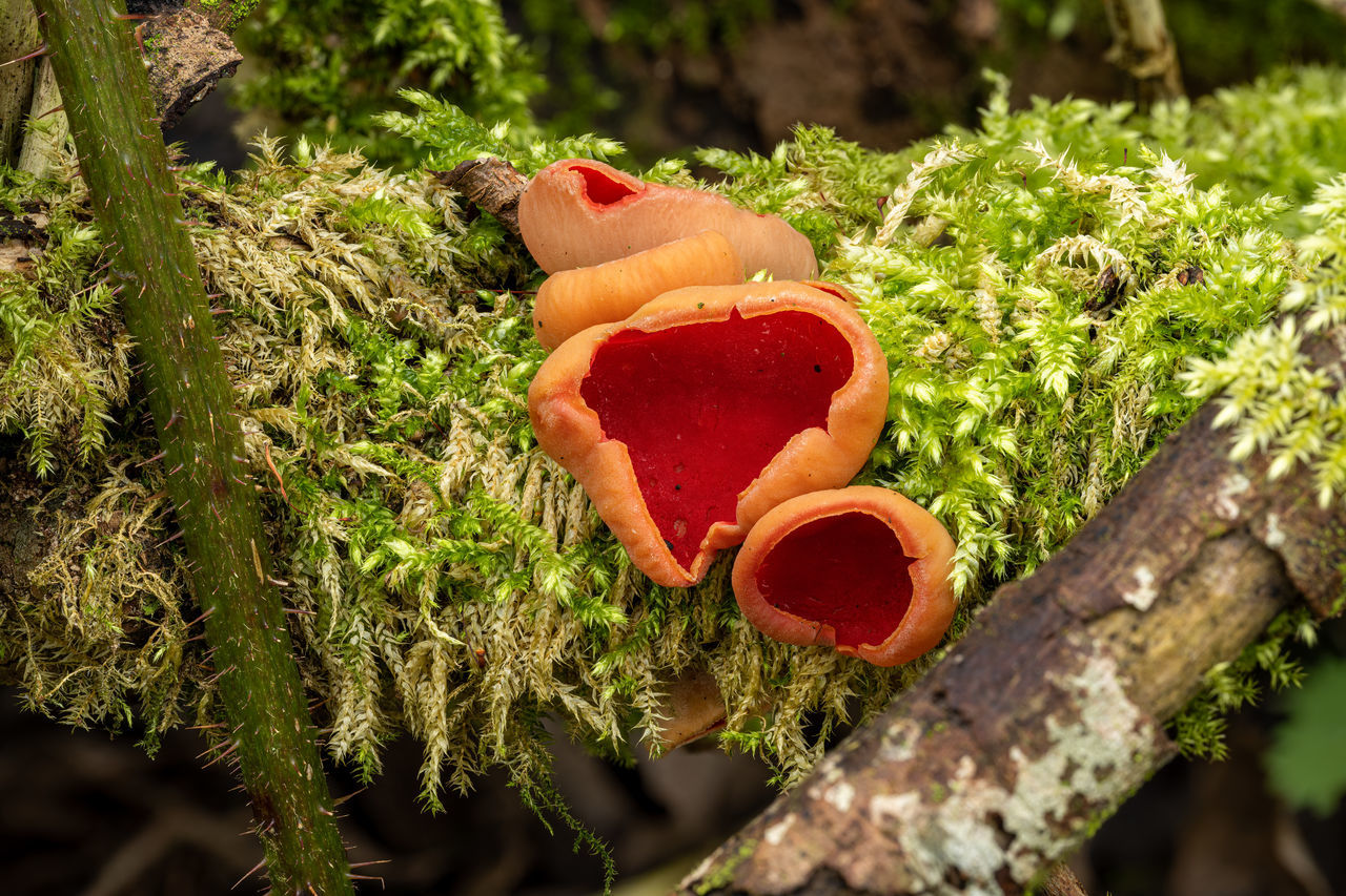 nature, plant, leaf, green, flower, tree, forest, red, macro photography, no people, growth, day, autumn, outdoors, grass, close-up, soil, food, branch, food and drink, land, garden, wildlife, moss, beauty in nature, fungus, woodland