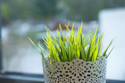 Close-up of potted plant