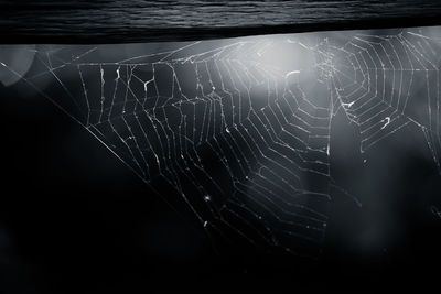 Close-up of spider web