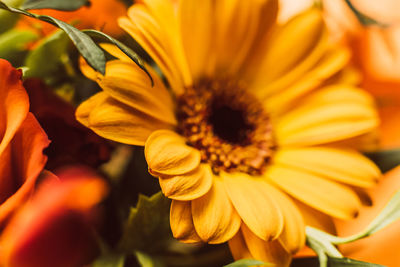 Close-up of orange flower