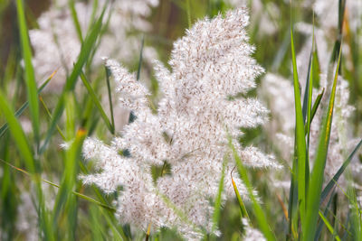 Close-up of flowers on tree