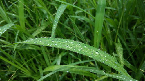 Close-up of wet grass