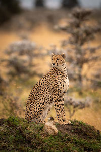 Cheetah on land