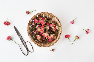 High angle view of roses on table against white background