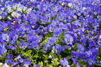 Full frame shot of purple flowers