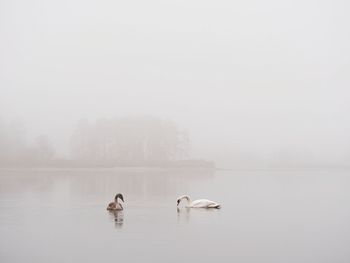 Ducks swimming in lake