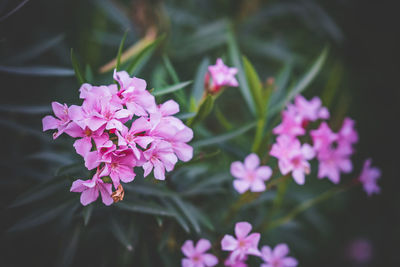 Close-up of pink flowering plant