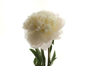 Close-up of flowers over white background