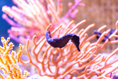 Close-up of coral in sea