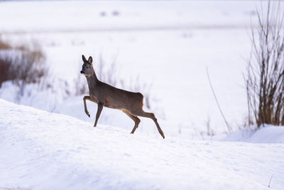 Dog on snow covered land