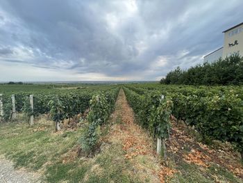 Scenic view of agricultural field against sky