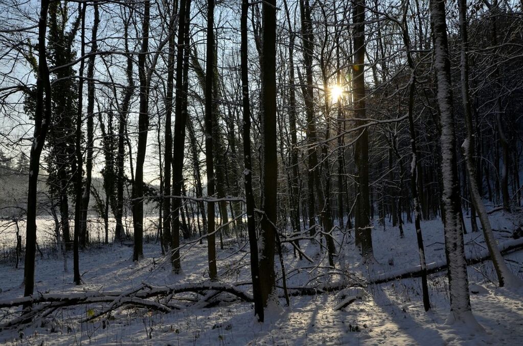 snow, winter, cold temperature, tranquility, tree, tranquil scene, sun, season, nature, beauty in nature, scenics, bare tree, tree trunk, sunlight, weather, sunset, landscape, frozen, wood - material, non-urban scene