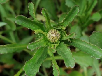 Close-up of wet plant