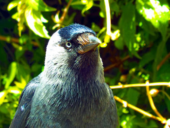 Close-up of a bird against blurred background
