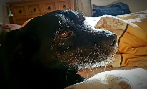 Close-up of dog at home