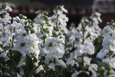 Close-up of white flowering plant