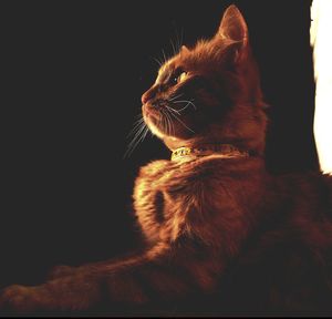 Close-up of a cat looking away at home