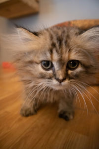 Close-up portrait of cat at home