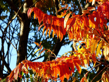 Low angle view of maple tree