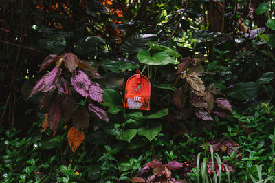 Numbered object amidst plants