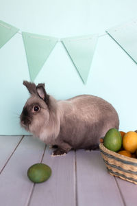 Close-up of rabbit on table