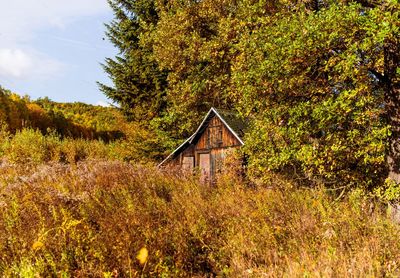 View of abandoned house in forest