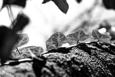 Close-up of leaves falling on rock