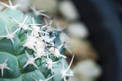 Close-up of cactus plant