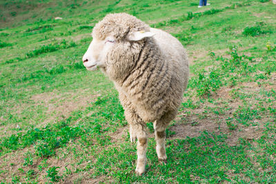 Sheep standing in a field