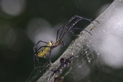 Close-up of spider on web