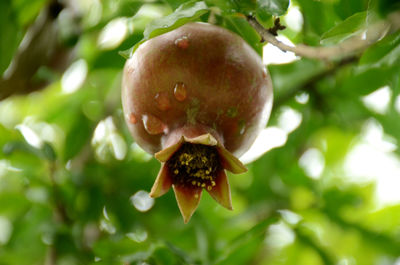 Close-up of fruit on tree