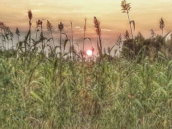 Scenic view of grassy field against sky during sunset